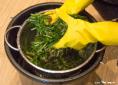 Squeezing liquid from woad leaves | woad.org.uk