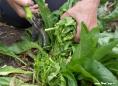 Cutting woad leaves with secateurs | woad.org.uk