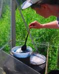 Releasing fibre into woad vat