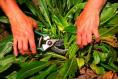 woad leaves harvested with secateurs